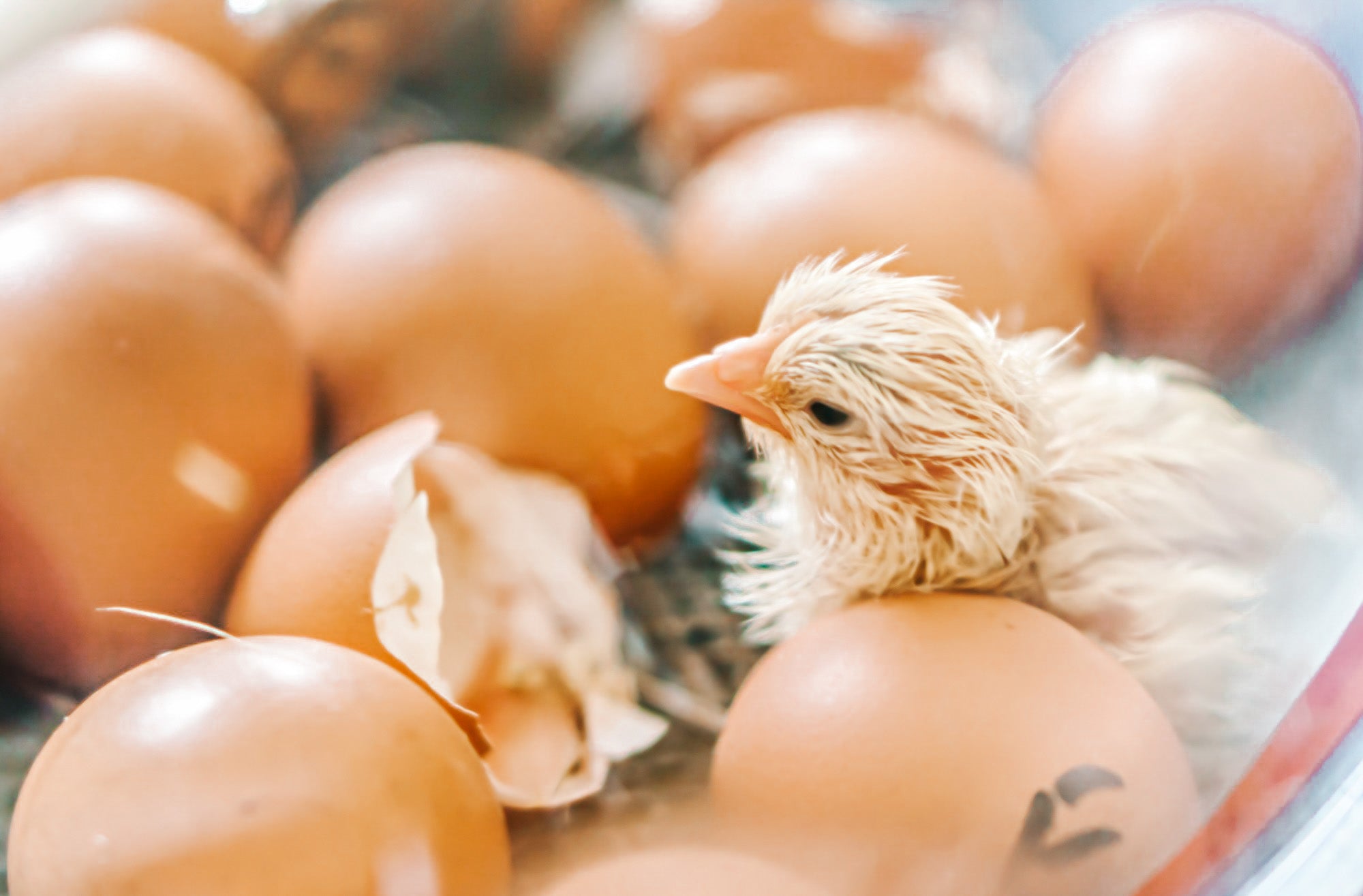 Incubation and Hatching Course Add-On