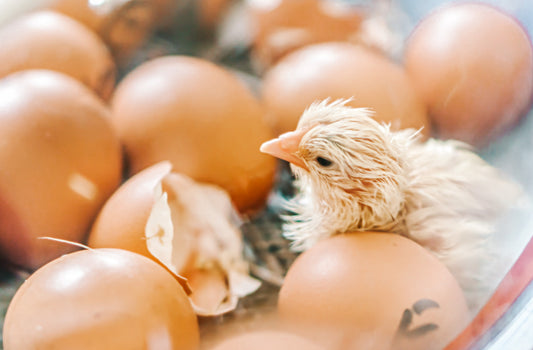 Incubation and Hatching Course Add-On