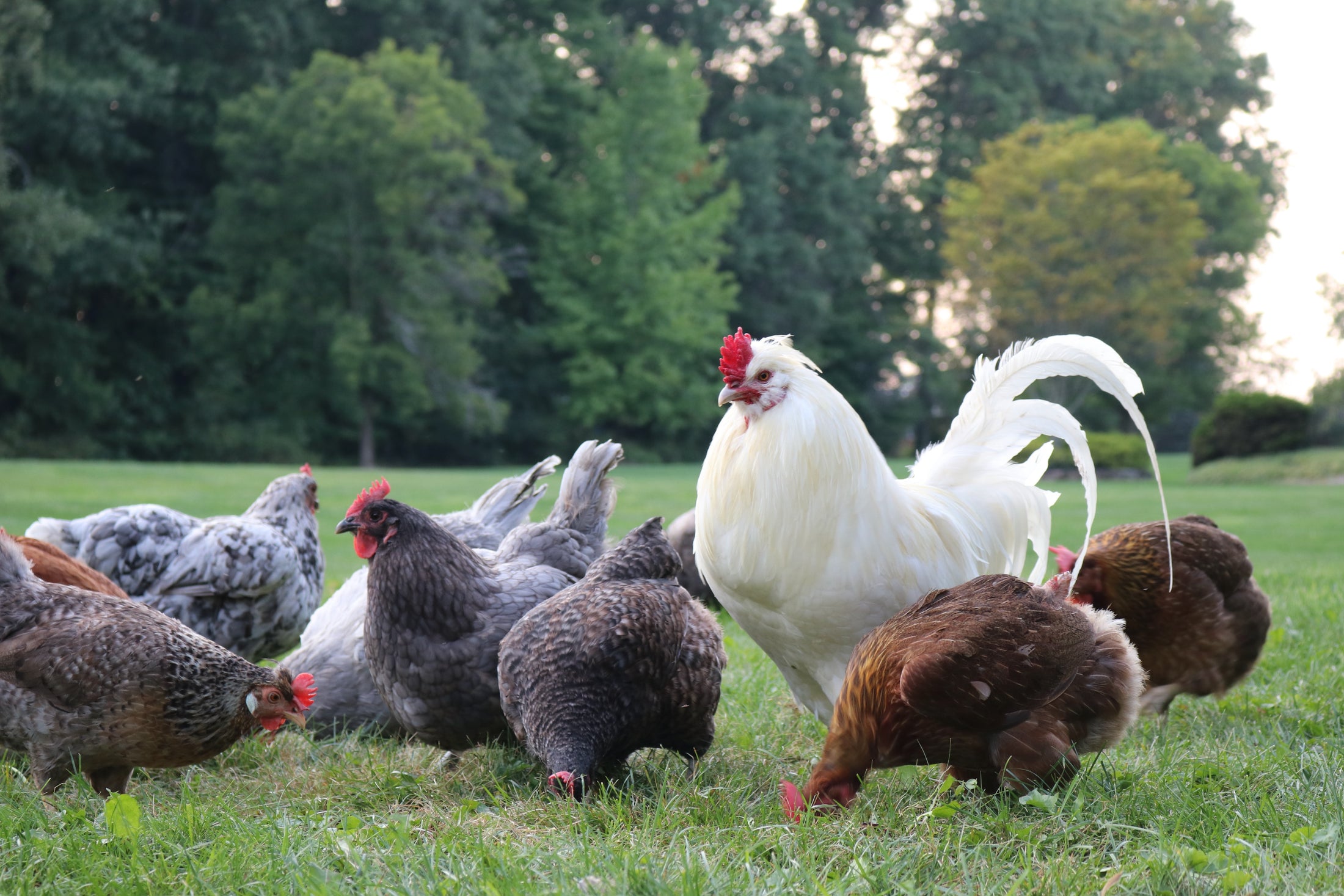 The Beginner Homesteader’s Guide to Chickens